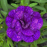Calibrachoa Portucal Double Blue